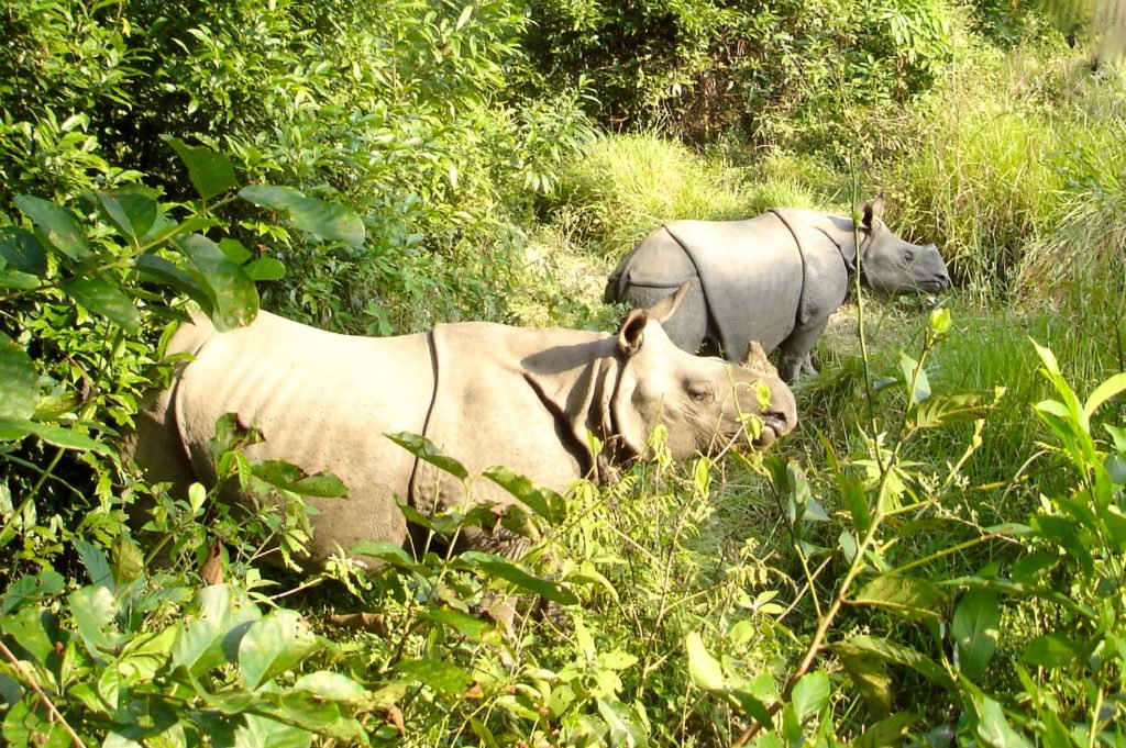 Chitwan nationalpark, noshörningar