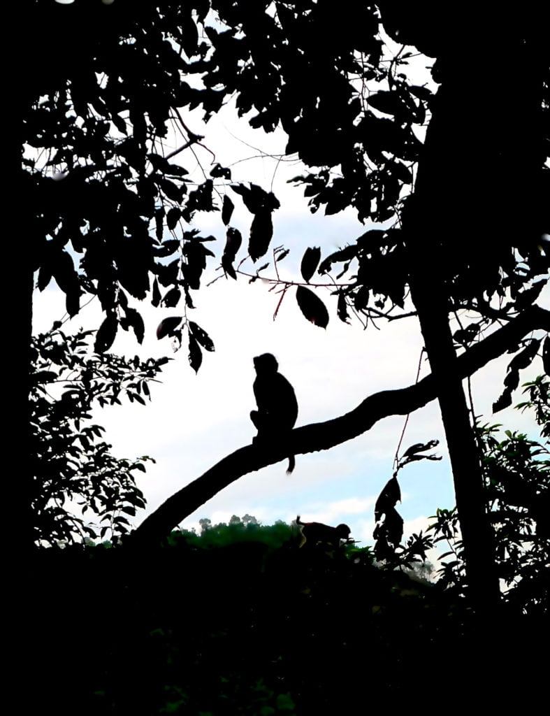Chitwan nationalpark, en apa i ett träd