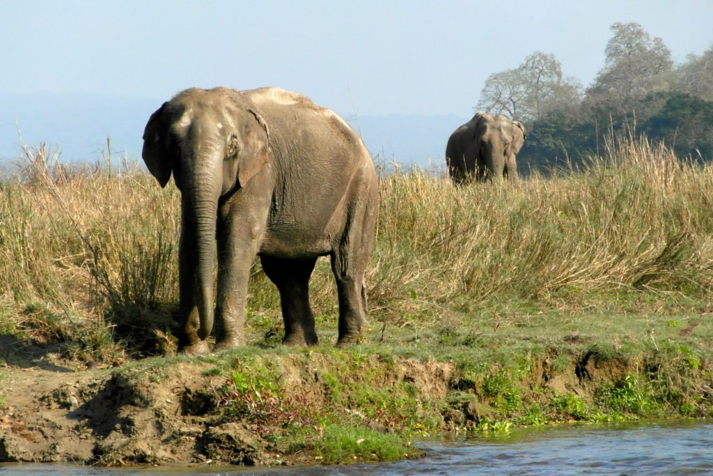 Chitwan nationalpark Två elefanter på väg ned till en flod för att dricka