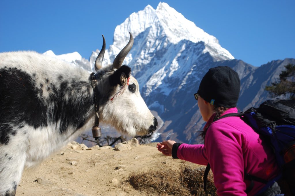 Möte med en jak på väg till Everest Base Camp