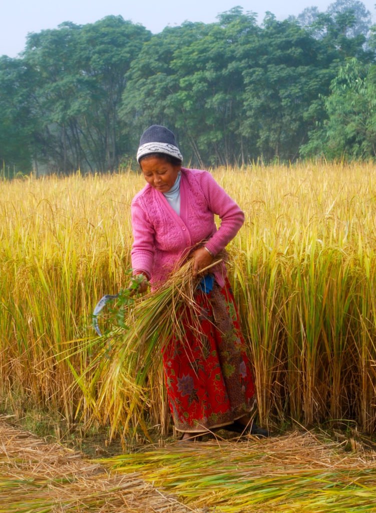 Tjejresa Nepal, en kvinna skördar ris gör hand