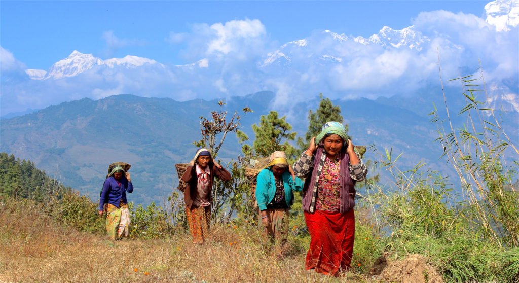 Gruppresa Nepal, kvinnGruppresa Nepal, kvinnor bär korgar med hjälp av band över pannanor bär korgar på huvudet