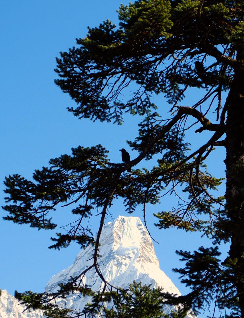 Everest Basecamp, kråka i ett träd