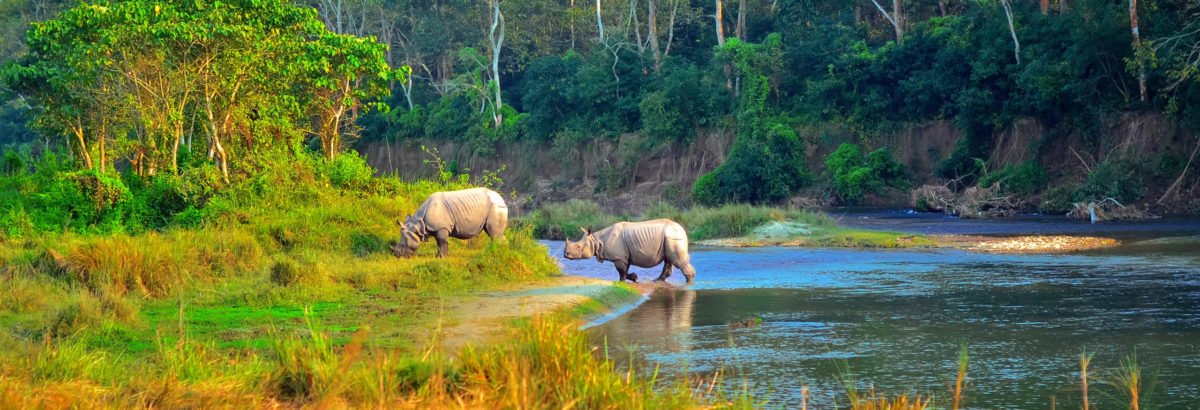 noshörningar på resa till Nepal
