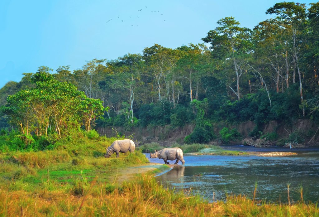 noshörningar i Nepal